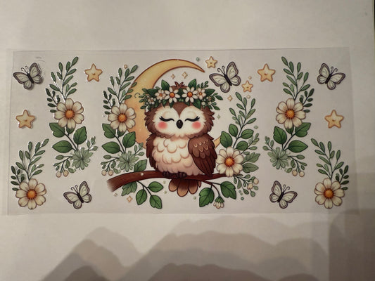 D067 owl butterflies